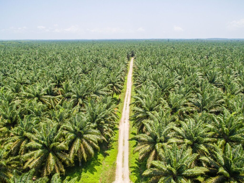 Palm Oil Field